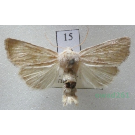 Photedes fluxa (Hübner, 1809) Czech15